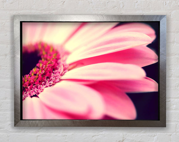 Gerbera Pink Petal Close-up