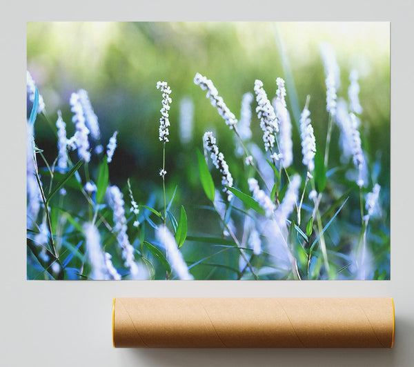 Bush Flowers