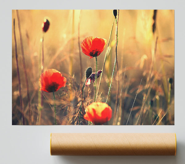 Red Poppy Sun Rays