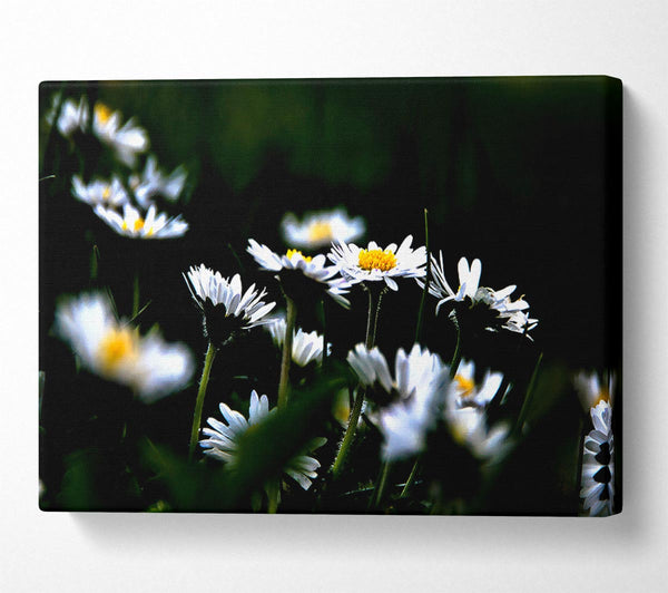 Grass And White Flowers