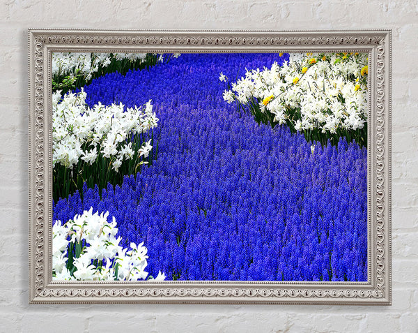 Grape Hyacinths And Daffodils