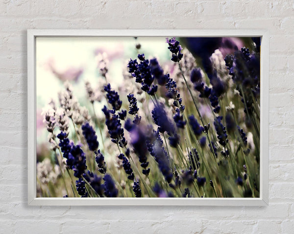 Lavender Flower Stems