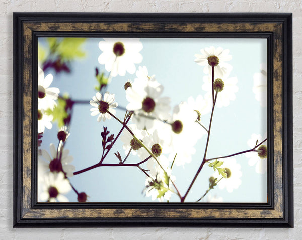 White Summer Flowers