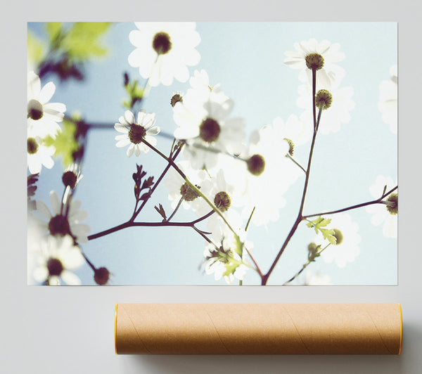 White Summer Flowers