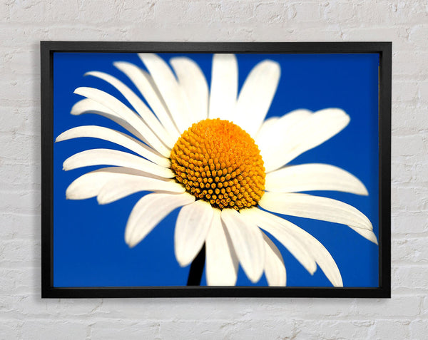 White Daisy Against A Blue Sky