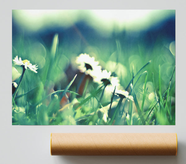 Daisies And Grass