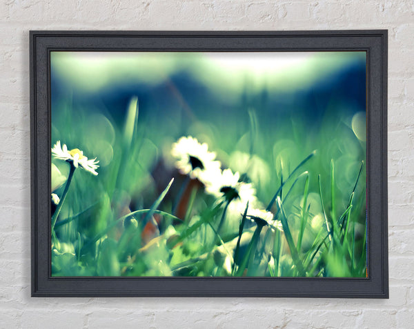 Daisies And Grass