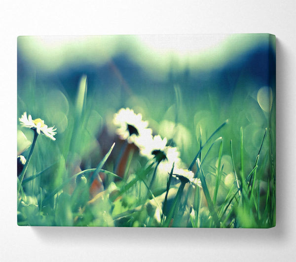 Daisies And Grass