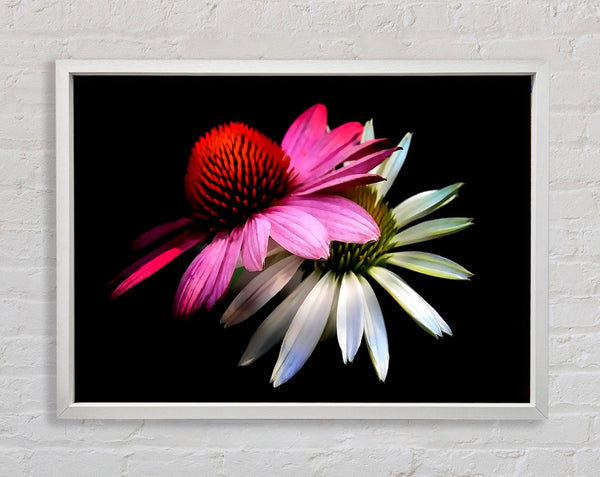 Cone Flowers Black Background