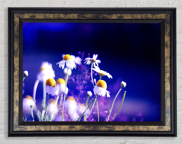 Beautiful Chamomile Flowers