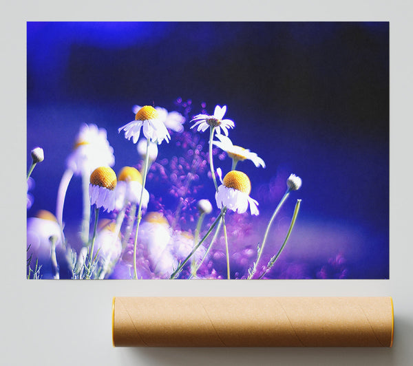 Beautiful Chamomile Flowers