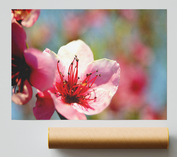 Pink Flower Cherry Tree