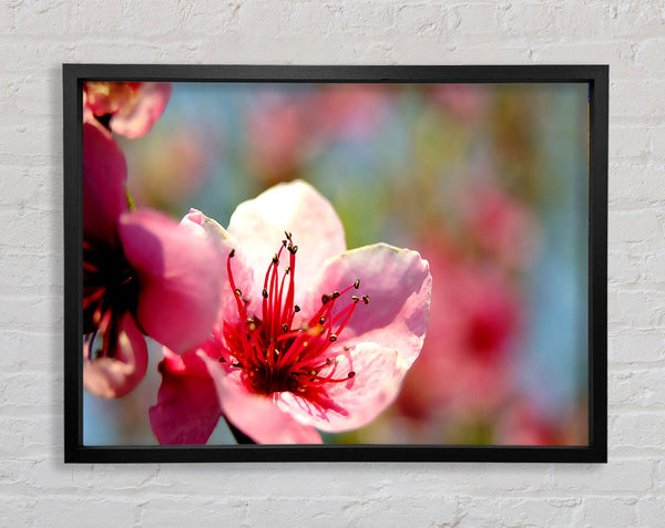 Pink Flower Cherry Tree