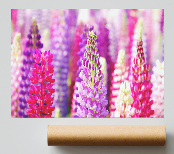 Pink And Purple Lupin Flowers