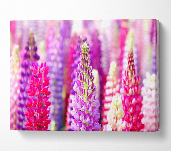 Pink And Purple Lupin Flowers