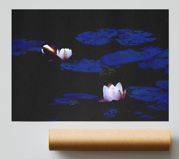 Pink Water Lily On Blue