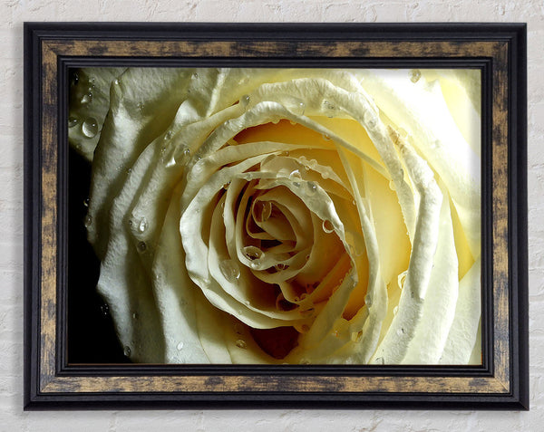 White Rose On Black Velvet