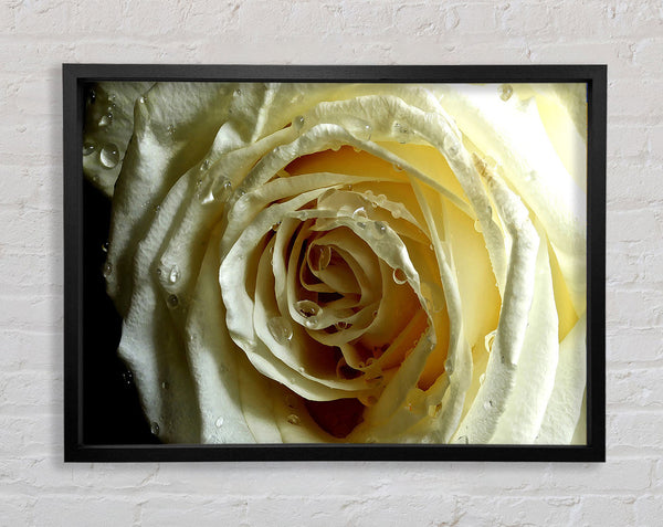 White Rose On Black Velvet