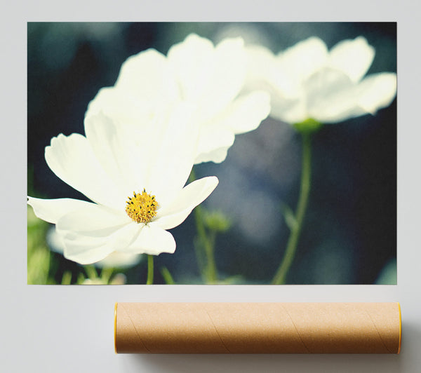 Beautiful Soft White Petals