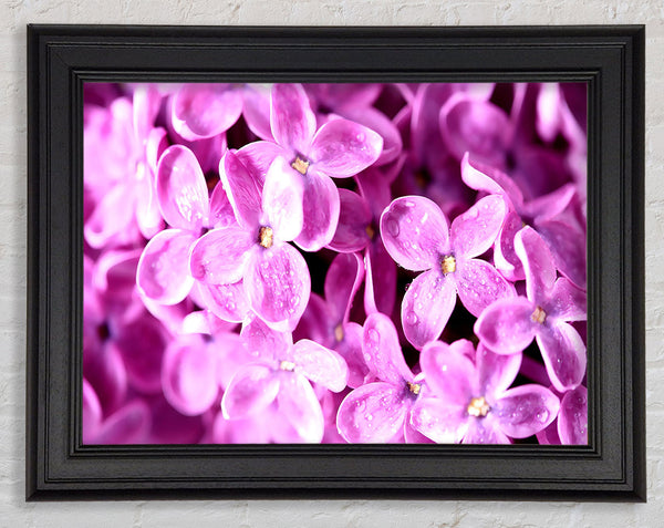 Lilac Flowers Macro