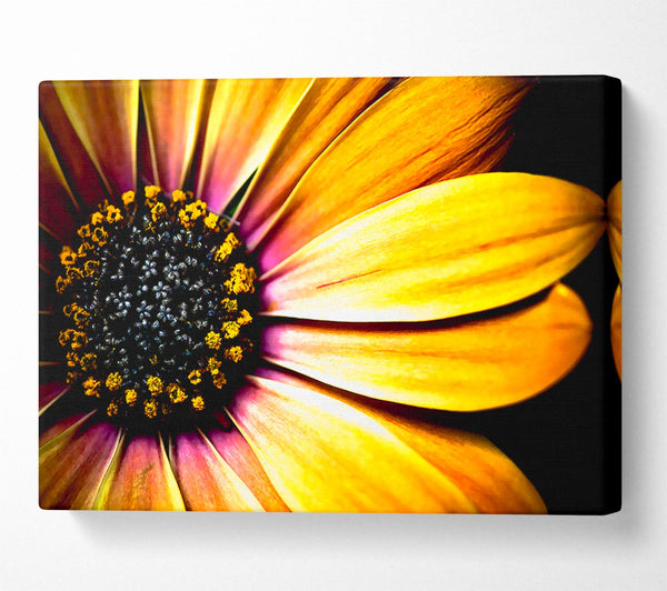 Golden Black Daisy