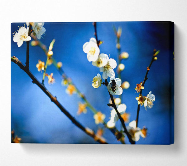 Bee On White Flowers