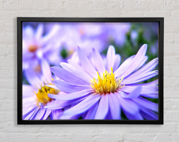 Pretty Violet Flowers