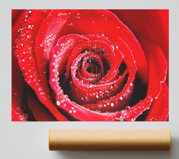 Water Drops On Red Rose