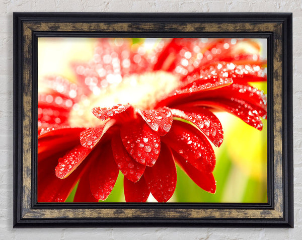 Amazing Red Flower