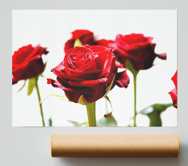 Long Stem Red Roses