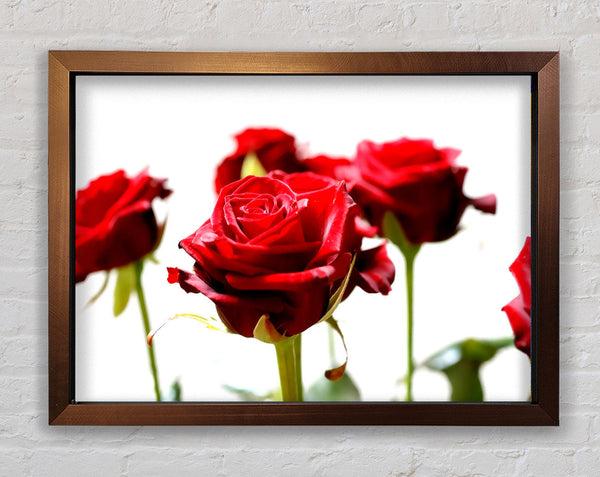 Long Stem Red Roses