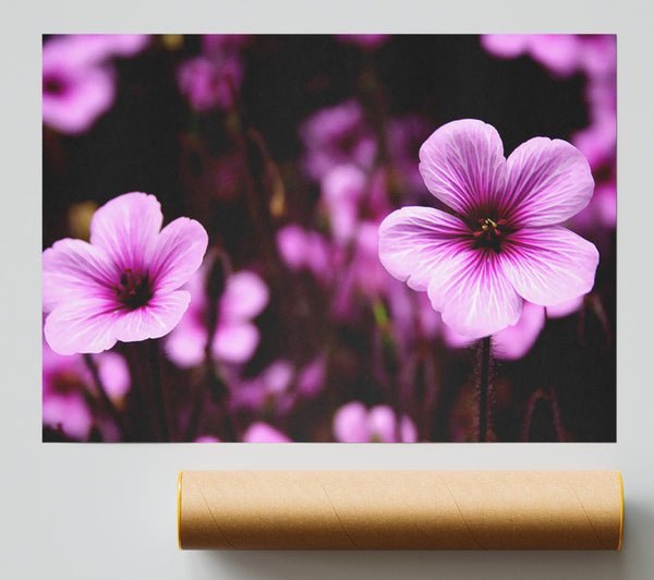 Purple Trumpets