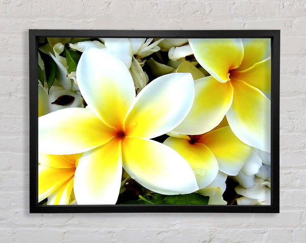 White Yellow Flowers