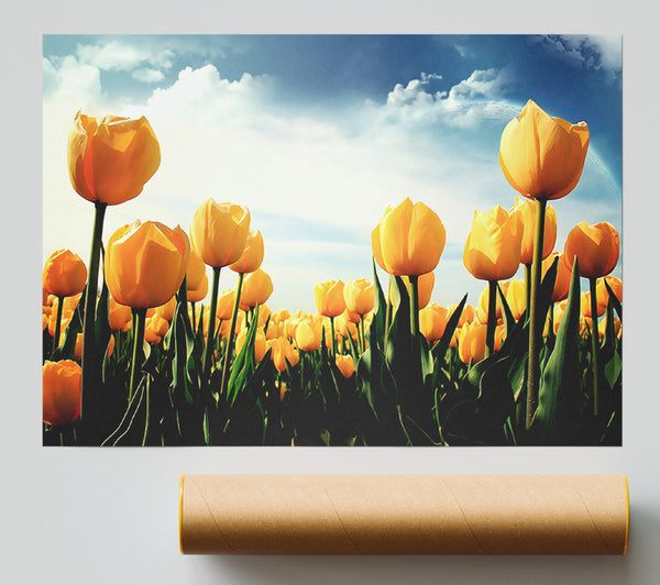 Yellow Tulips In The Cloudy Skies