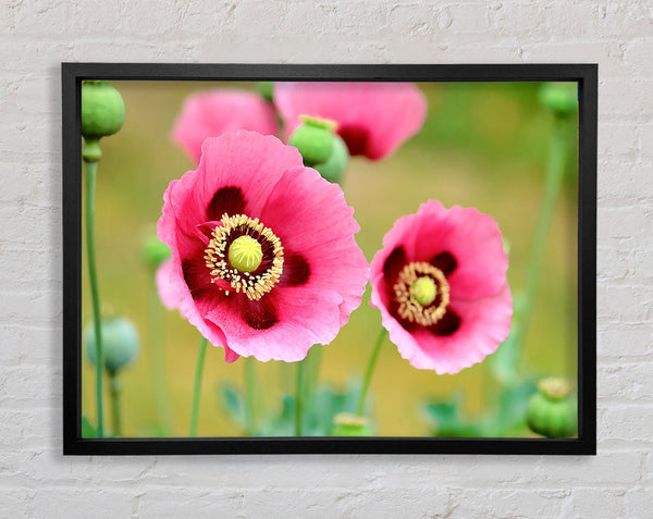 Pink Poppies In Bloom