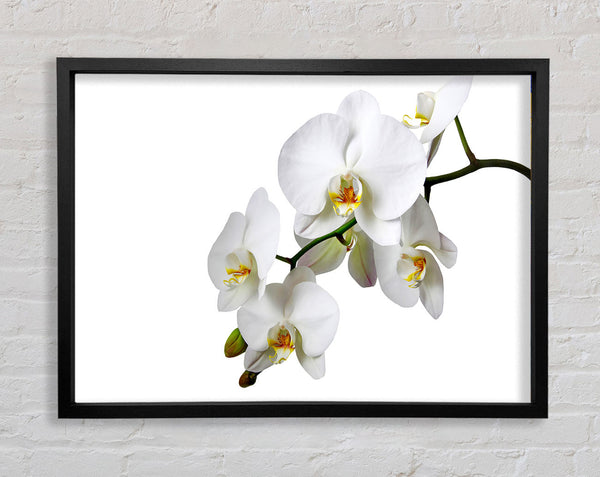 White Orchid Beauty