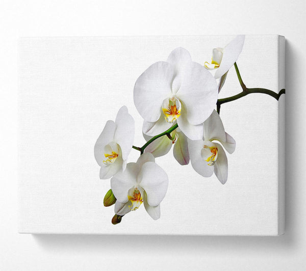 White Orchid Beauty