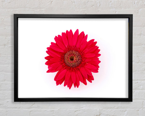 Cerise Gerbera