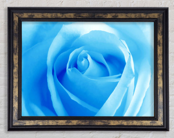 Baby Blue Rose