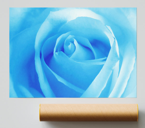 Baby Blue Rose