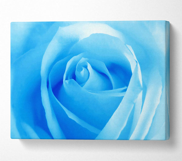 Baby Blue Rose