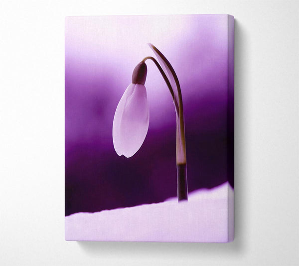 Purple Snowdrop