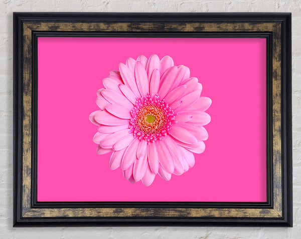 Baby Pink On Pink Gerbera