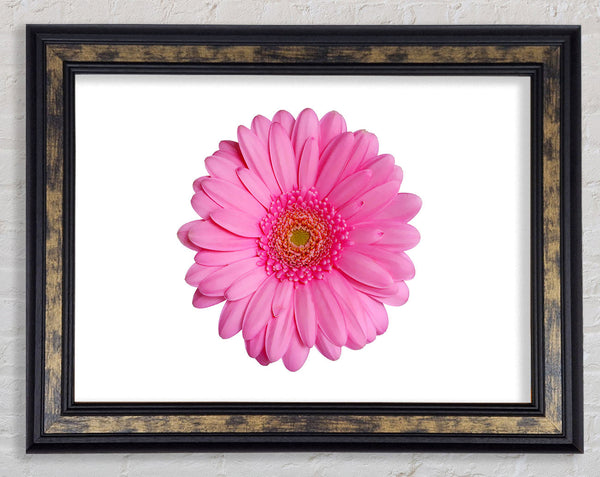 Baby Pink Gerbera Petals