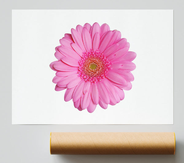 Baby Pink Gerbera Petals