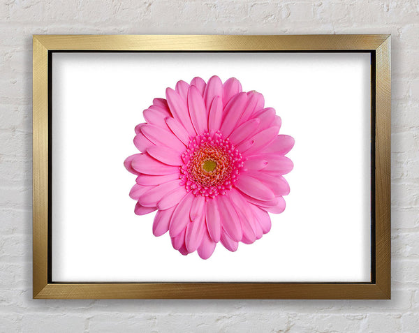 Baby Pink Gerbera Petals