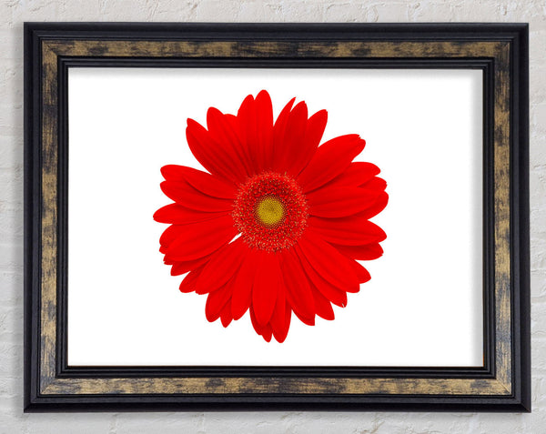 Vibrant Red Gerbera