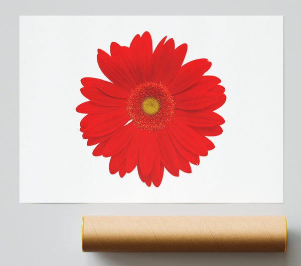 Vibrant Red Gerbera