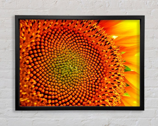 Stunning Sunflower Close-Up