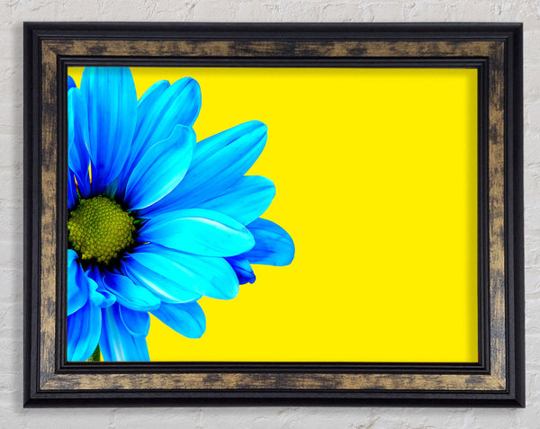 Blue Daisy On Yellow